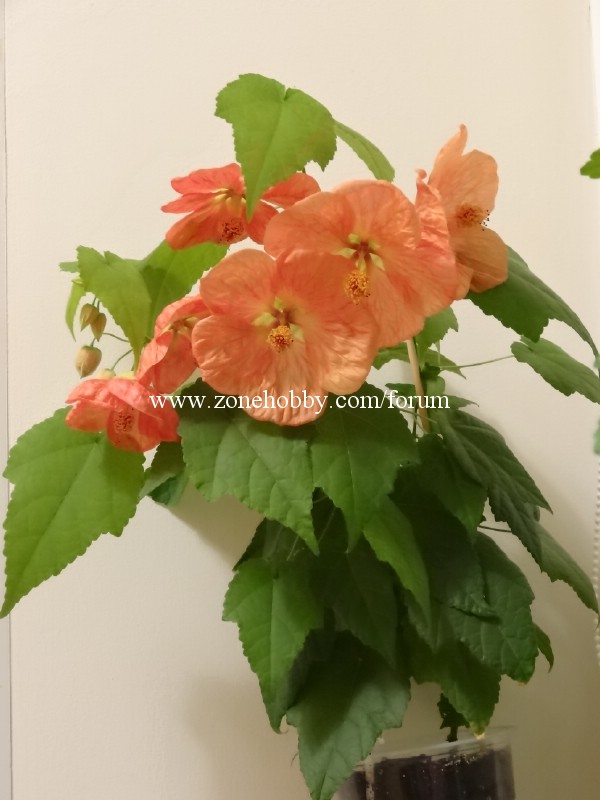 'Bella Apricot Shades' (2).jpg