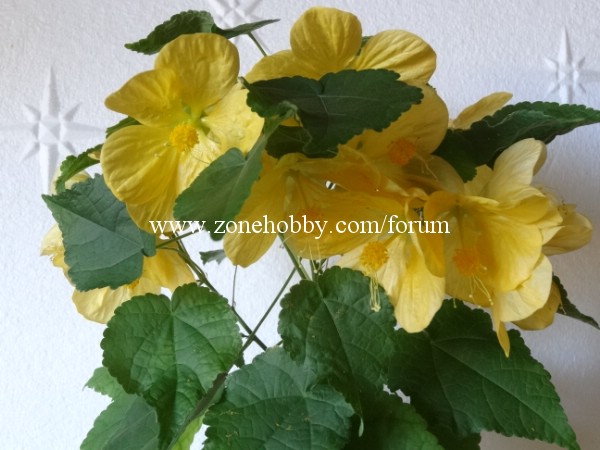 Абутилон Bella Yellow.jpg