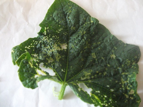 DSCF4795.JPG