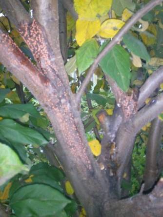 IMG_20150912_190156[1]_412x549_334x445.jpg
