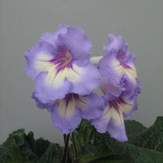 7191.jpg