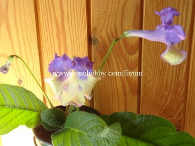 DS-Monet's Garden.jpg