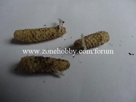 Проросшие ризомы ахименеса.jpg