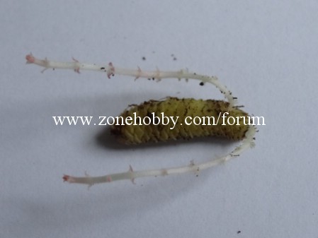 Проросшие ризомы ахименеса (2).jpg