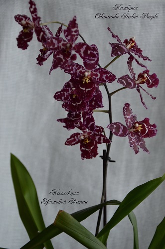 Odontioda Stirbic Purple_1.JPG