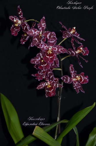 Odontioda Stirbic Purple_7.JPG