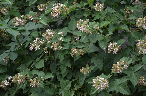 DSC_0820.JPG