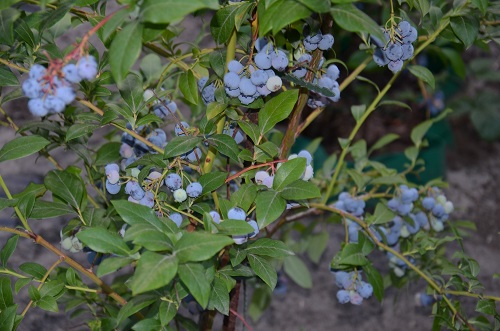 DSC_0424.JPG