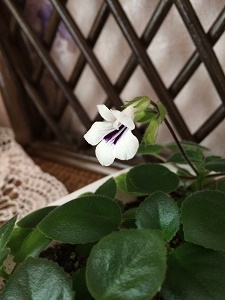 IMG_1661.JPG