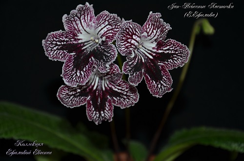 Jan-Небесные ласточки_16.JPG