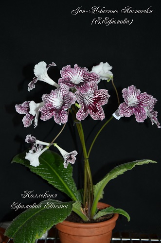 Jan-Небесные ласточки_10.JPG