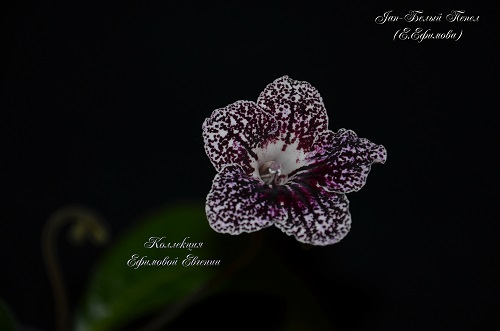 Jan-Белый Пепел_1.JPG