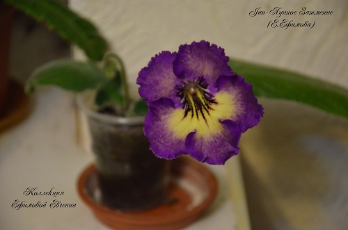 Jan-Лунное Затмение_1.JPG