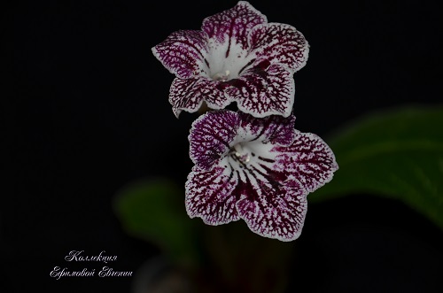 Jan-Нарния 6-7_2.JPG