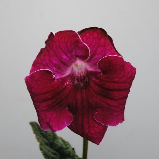 7294 Bordo giant.jpg