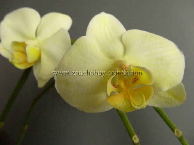 Phalenopsis (2).jpg