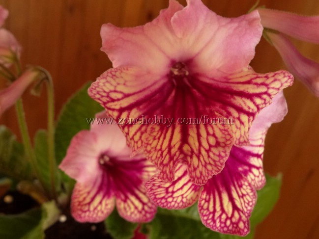 Harlequin Rose