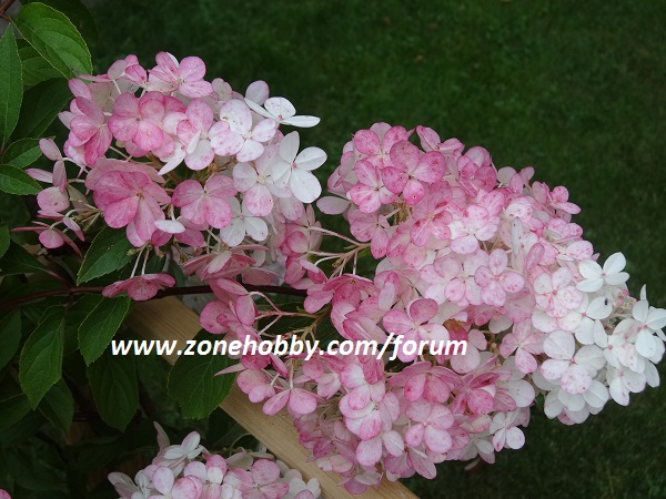 Гортензия 'Vanille Fraise' (2).JPG