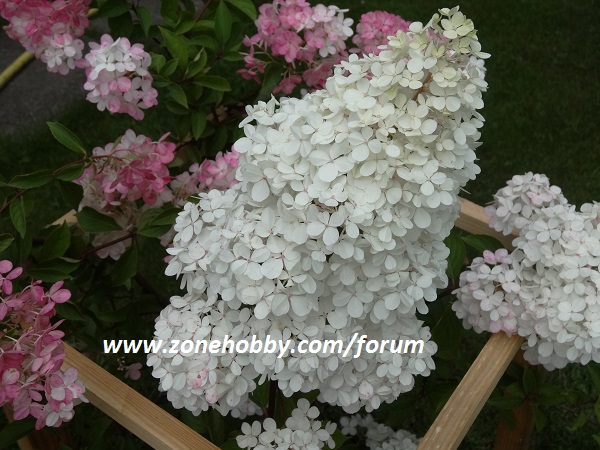 Гортензия 'Vanille Fraise'.JPG