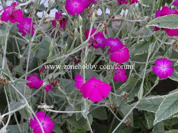 Lychnis coronaria.jpg