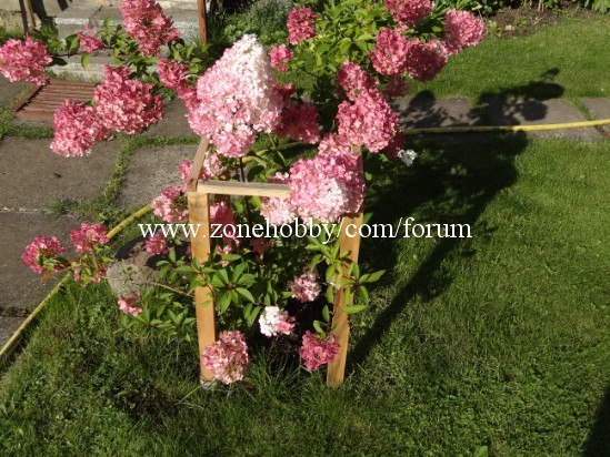 Гортензия 'Vanille Fraise' (1).jpg