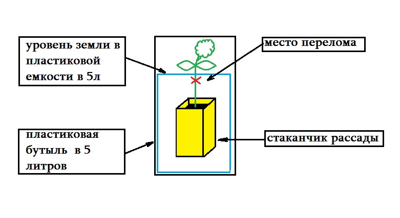 1. Обильно полит водой<br />2. Подкормлен  15/15/15 (азот, фосфор, калий)