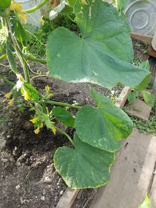 small_20180703_190847.jpg