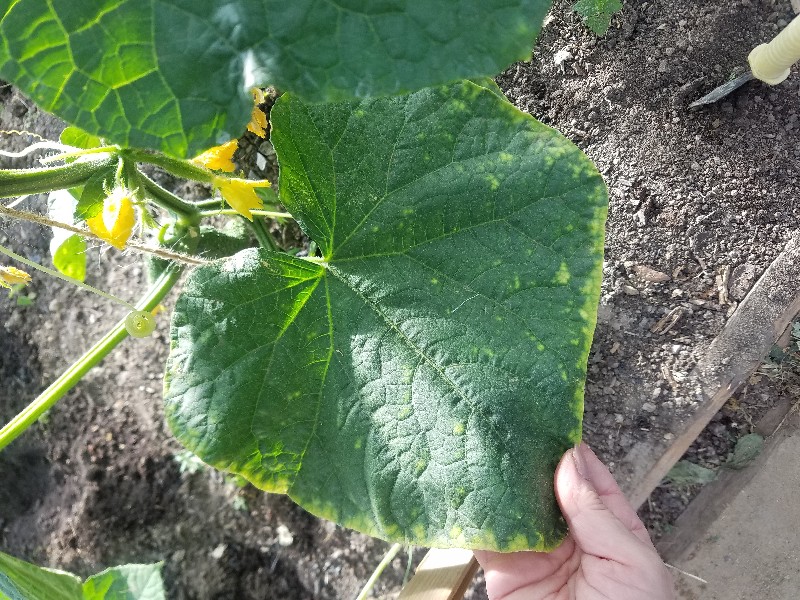 small_20180703_191127.jpg