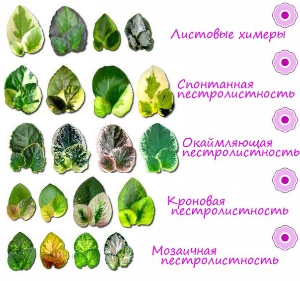 Пестролистность у сенполий.jpg