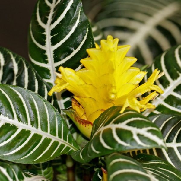 Aphelandra.jpg