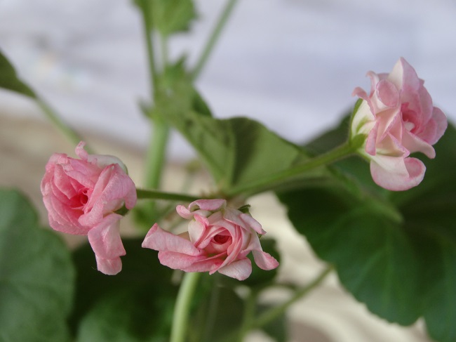 Пеларгония Graingers Antique Rose