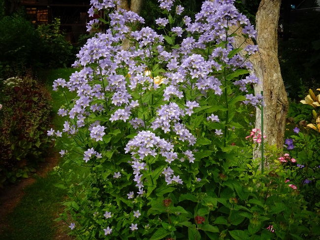 Campanula lactiflora 'Prichard's Variety' (2).JPG