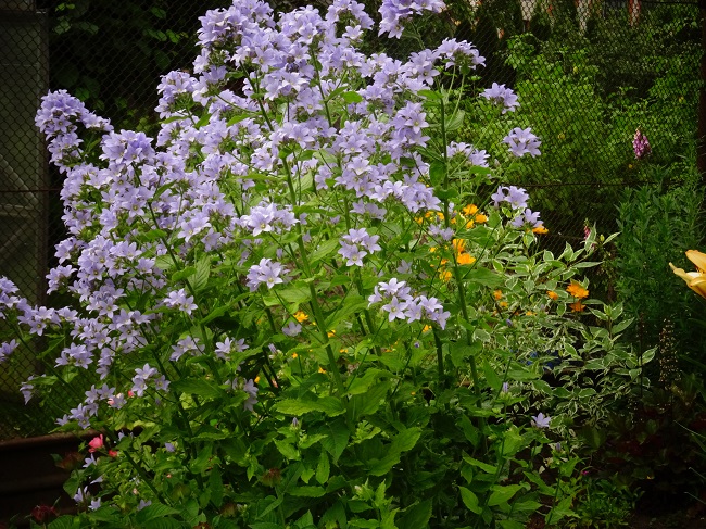 Campanula lactiflora 'Prichard's Variety' (1).JPG