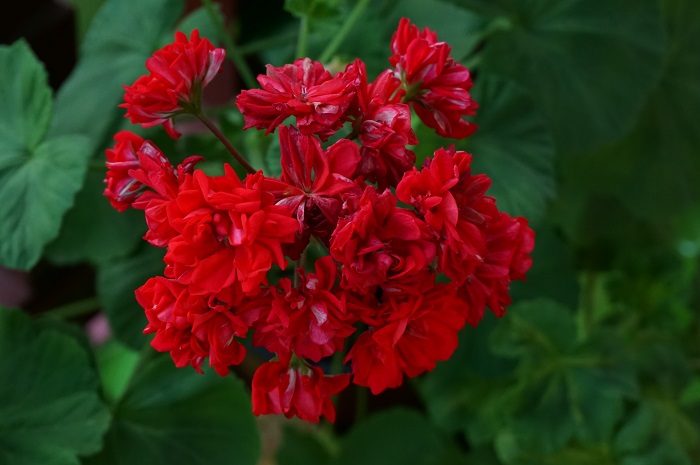 Norland (red sport)