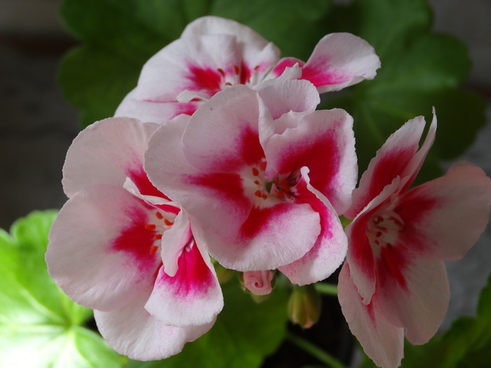 PAC Flower Fairy White Splash