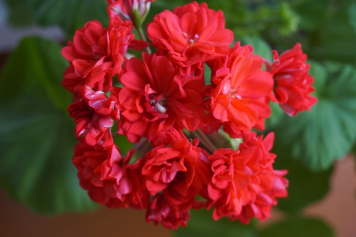 Norland (red sport) (2)