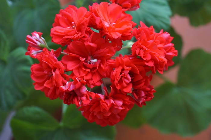 Norland (red sport)  (3)