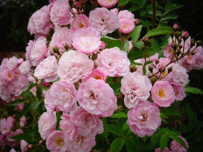 Heavenly Pink (1).JPG