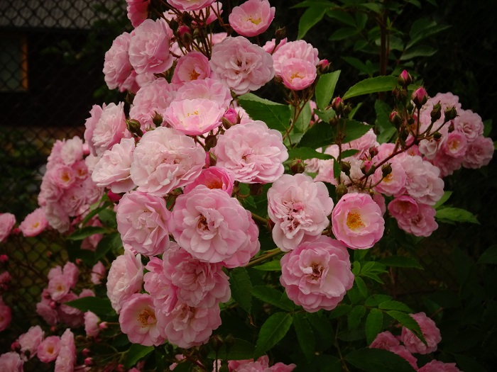 Heavenly Pink