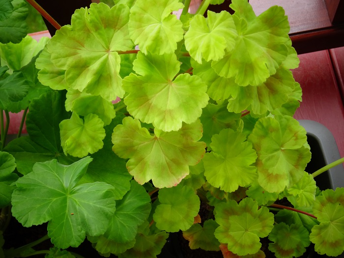 Brookside Betty (2)