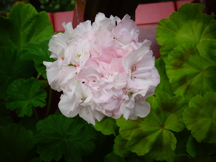 Brookside Betty (1)