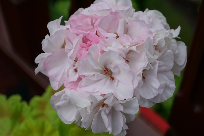 Brookside Betty (6)