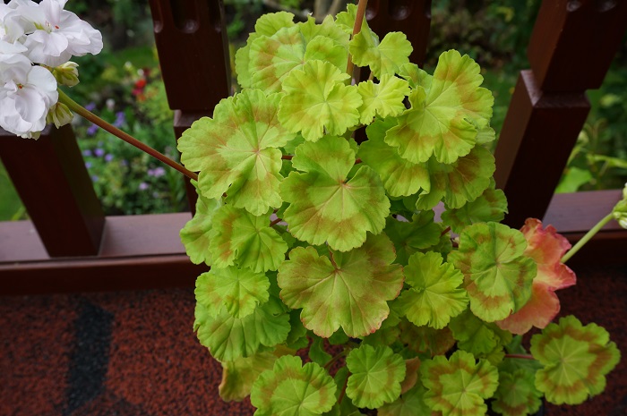 Brookside Betty (4)