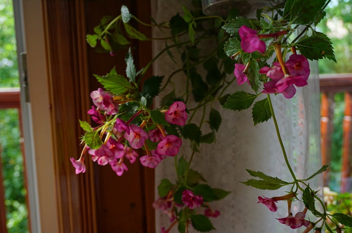 Cherry Blossoms (2)