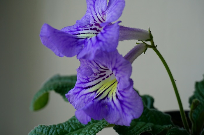 КТ-Cerruti