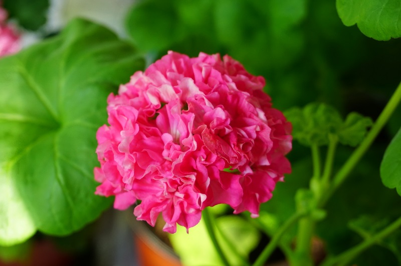 Blomkrukan Sigrid  (2).JPG