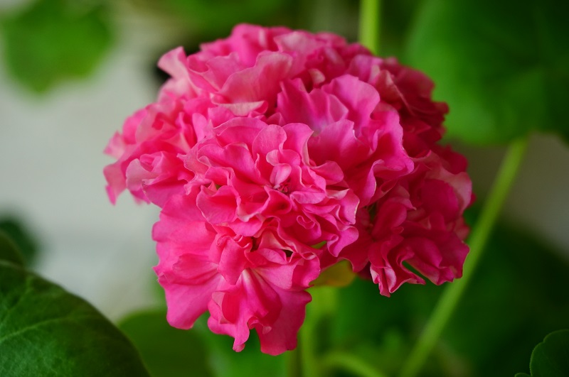 Blomkrukan Sigrid.JPG