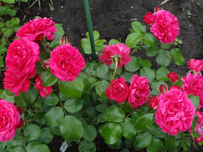 Роза Red Leonardo da Vinci