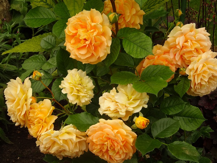 Роза Goldelse