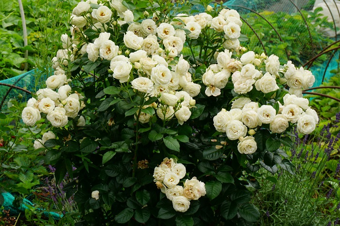 Роза Artemis